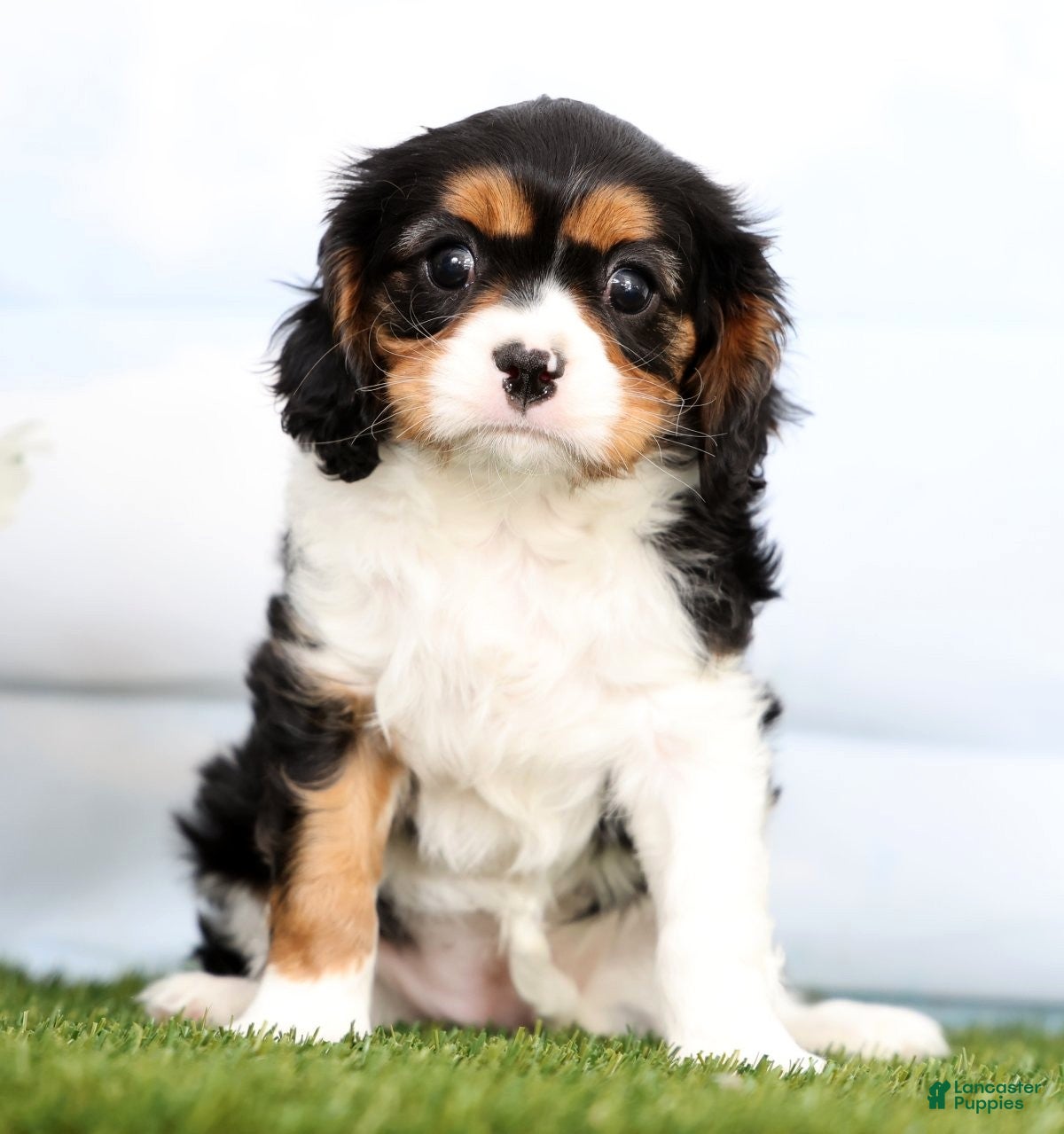 Cavalier King Charles Spaniel dogs Penny - Ad 2