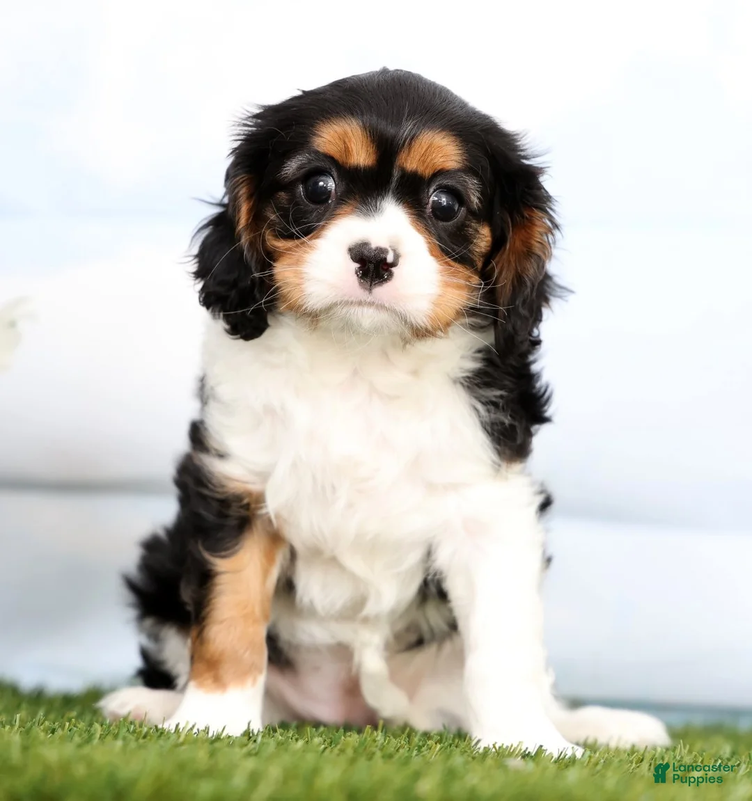Cavalier King Charles Spaniel dogs for sale: Penny - Ad 2