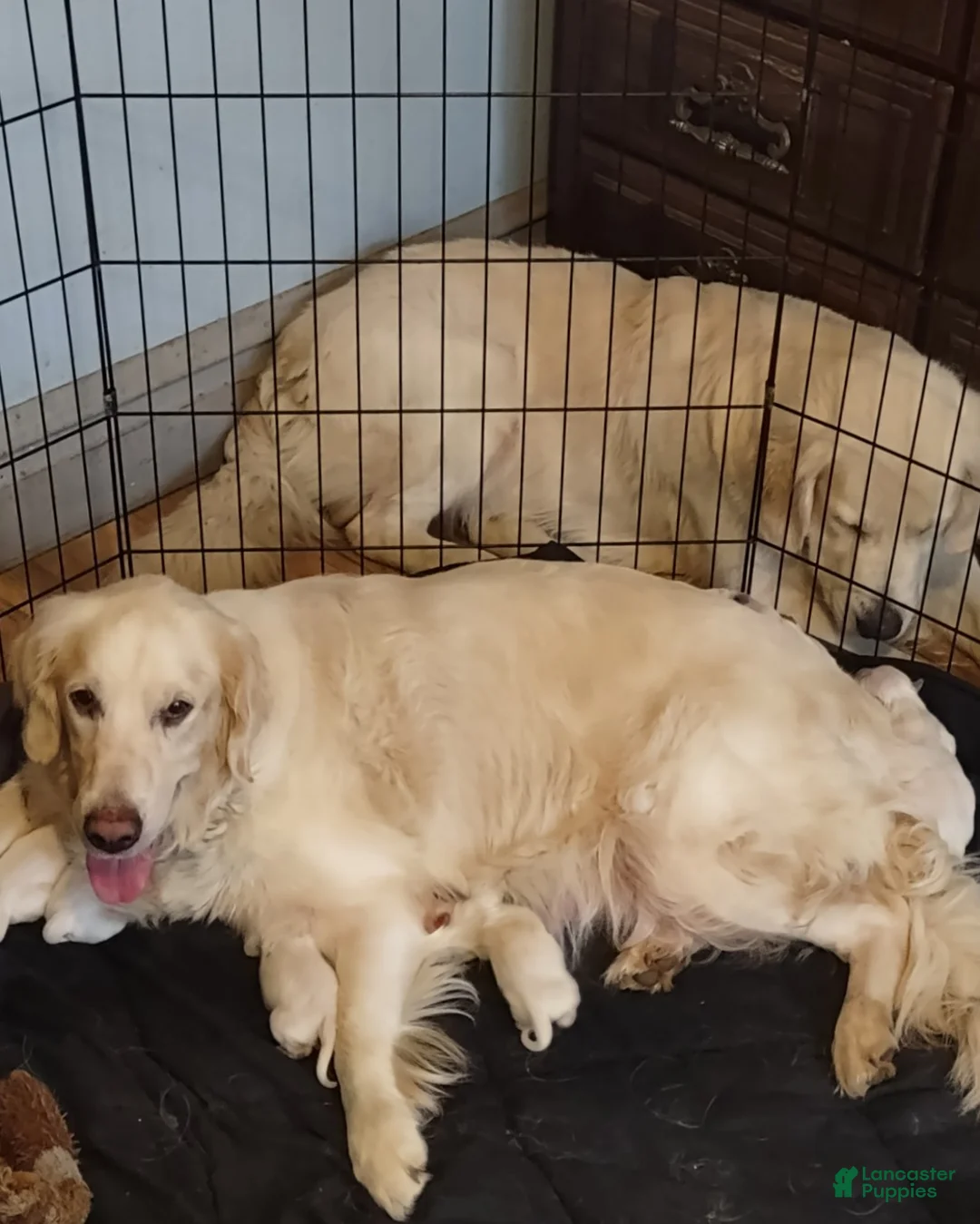 Golden Retriever dogs for sale: Golden Retriever Puppy 7 - Ad 2