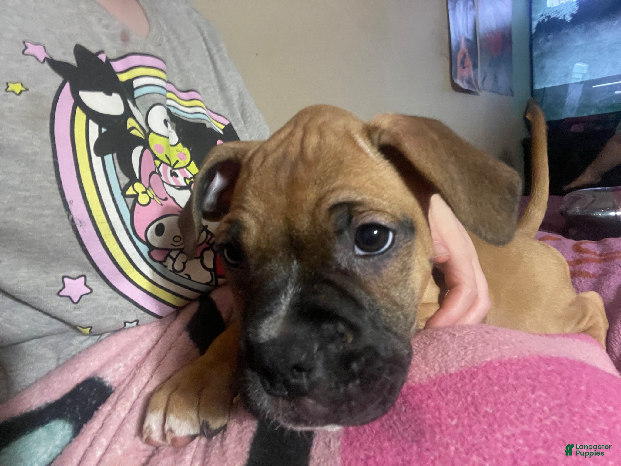 Mixed Breed dogs Mixed Breed Puppy 3 - Ad 38