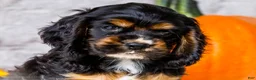 Cocker Spaniel dogs for sale: Zeston - Ad 2