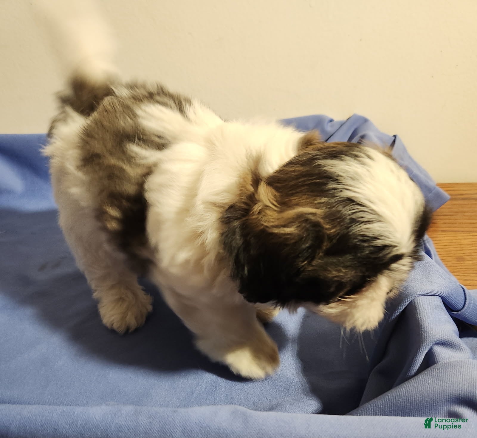 Boy, Shih Tzu