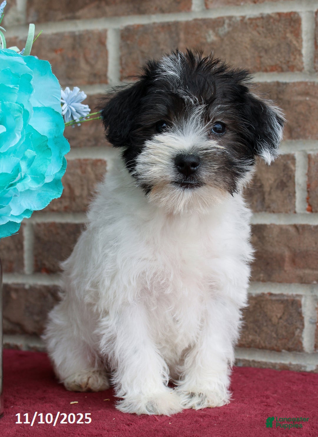 Miniature Schnauzer dogs for sale: Oreo - Ad 5