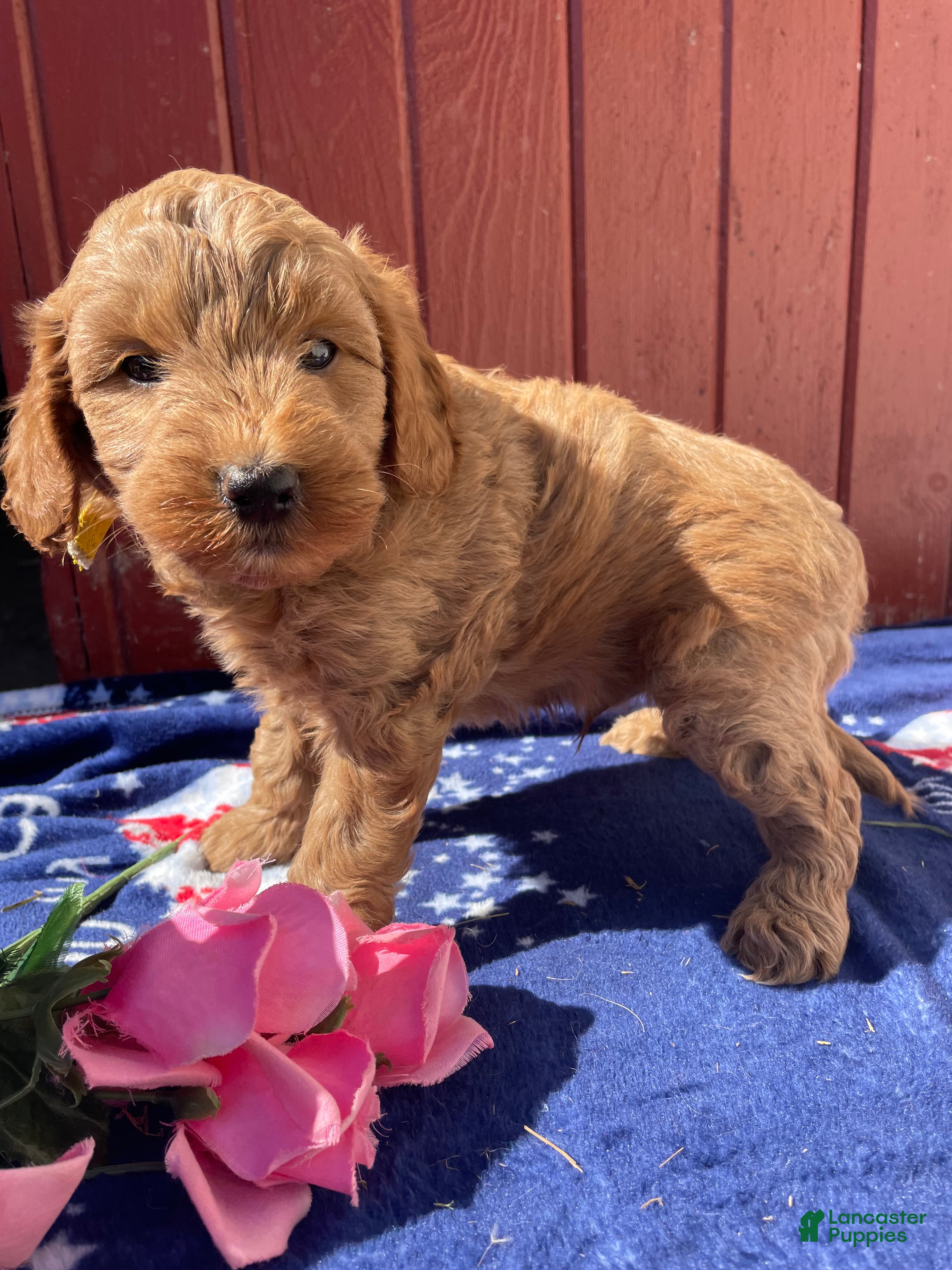 Mini Goldendoodle dogs Biscuit - Ad 13