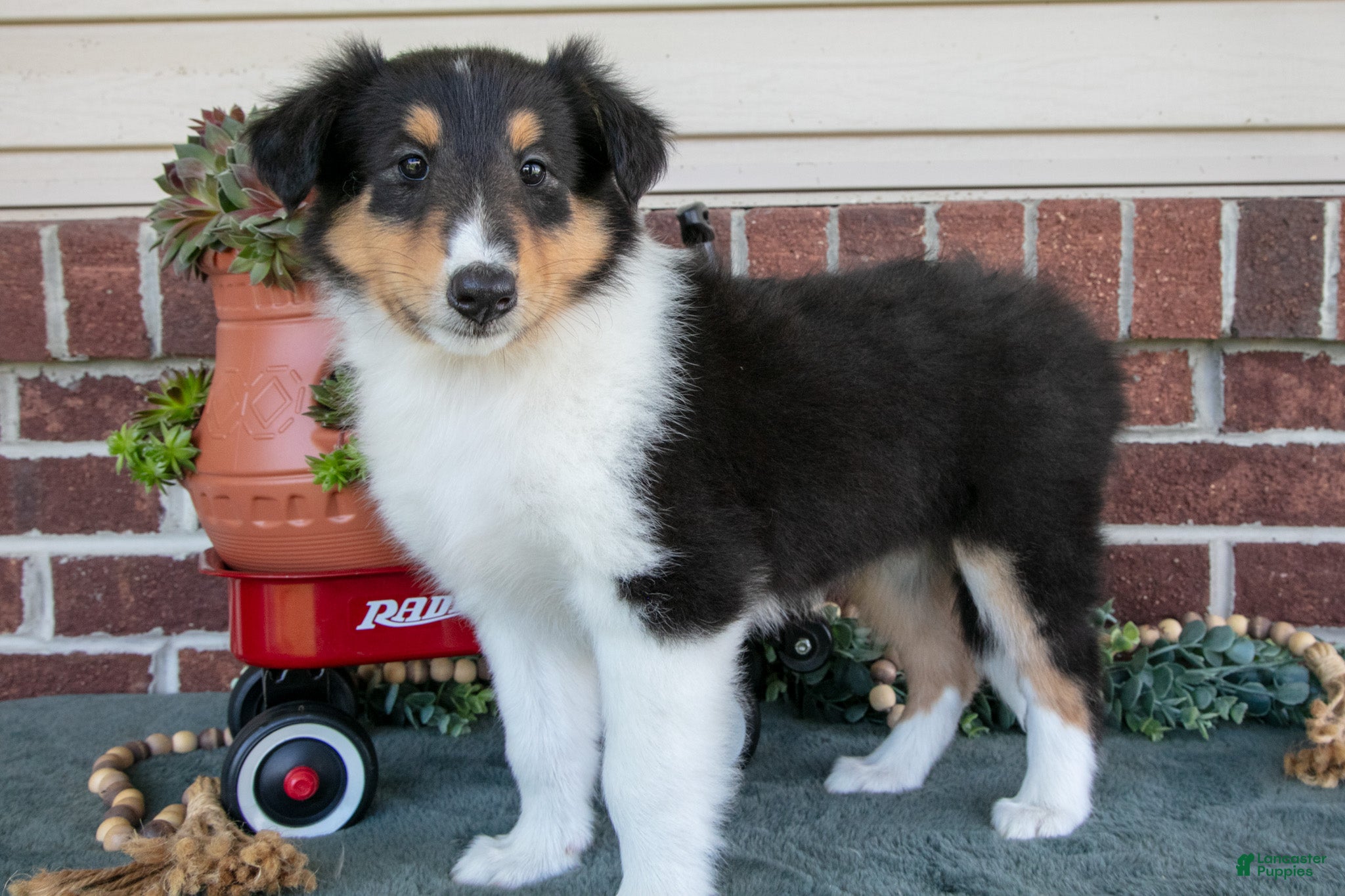 Collie dogs Lily - Ad 2
