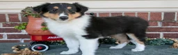 Collie dogs for sale: Lily - Ad 2