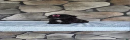 Shihpoo dogs for sale: Shelly - Ad 15