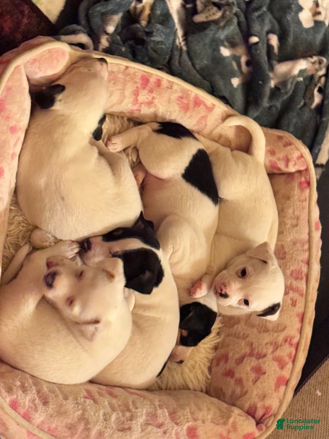 Jack Russell Terrier dogs for sale: Puppy 4 - Ad 2