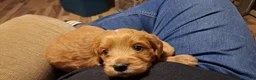 Mini Goldendoodle dogs for sale: Mini Goldendoodle, Whisper - Ad 4