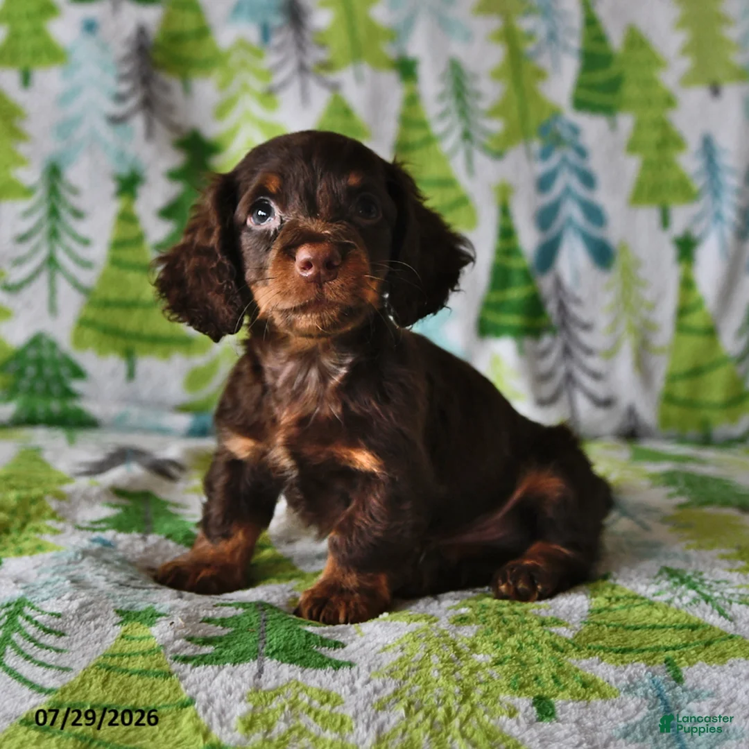 Miniature Dachshund dogs for sale: Teddy - Ad 1