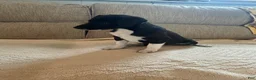 Rat Terrier dogs for sale: George - Ad 8