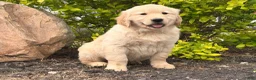 Golden Retriever dogs for sale: Mike - Ad 7