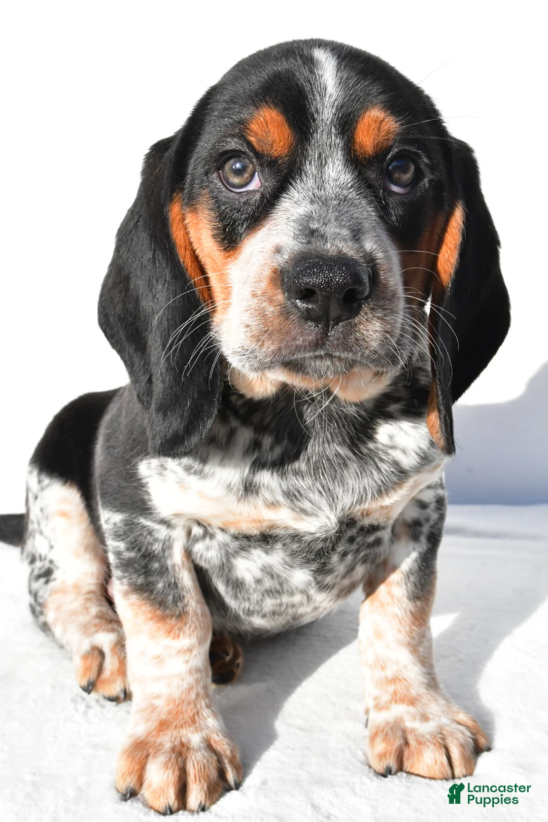 Beagle dogs for sale: Mike - Ad 1