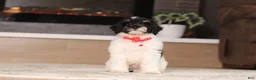 Miniature Poodle dogs for sale: Maverick (AKC) - Ad 3