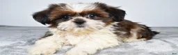 Shih Tzu dogs for sale: Chief - Ad 5