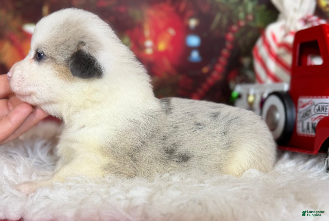 Welsh Corgi Pembroke dogs for sale: ACA Frost DNA clear bobtail Bluie Fluffy Carrier  - Ad 3