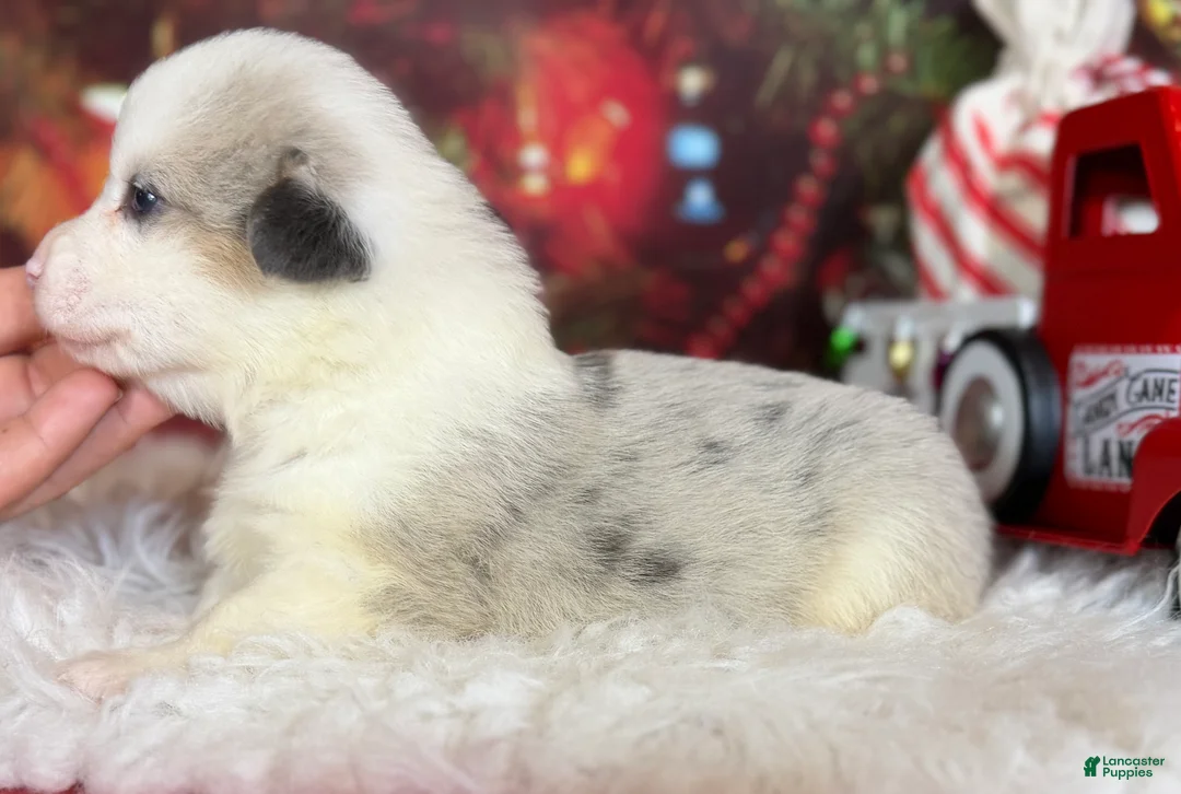 Welsh Corgi Pembroke dogs for sale: ACA Frost DNA clear bobtail Bluie Fluffy Carrier  - Ad 3