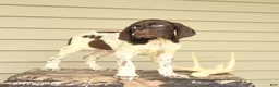 German Shorthaired Pointer dogs for sale: Drake - Ad 2