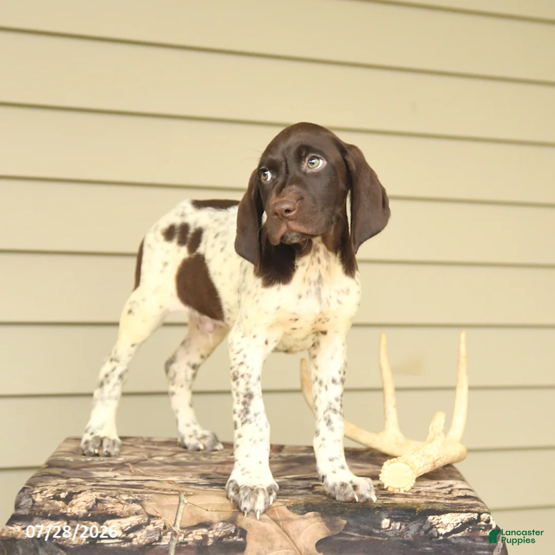 German Shorthaired Pointer dogs for sale: Drake - Ad 2