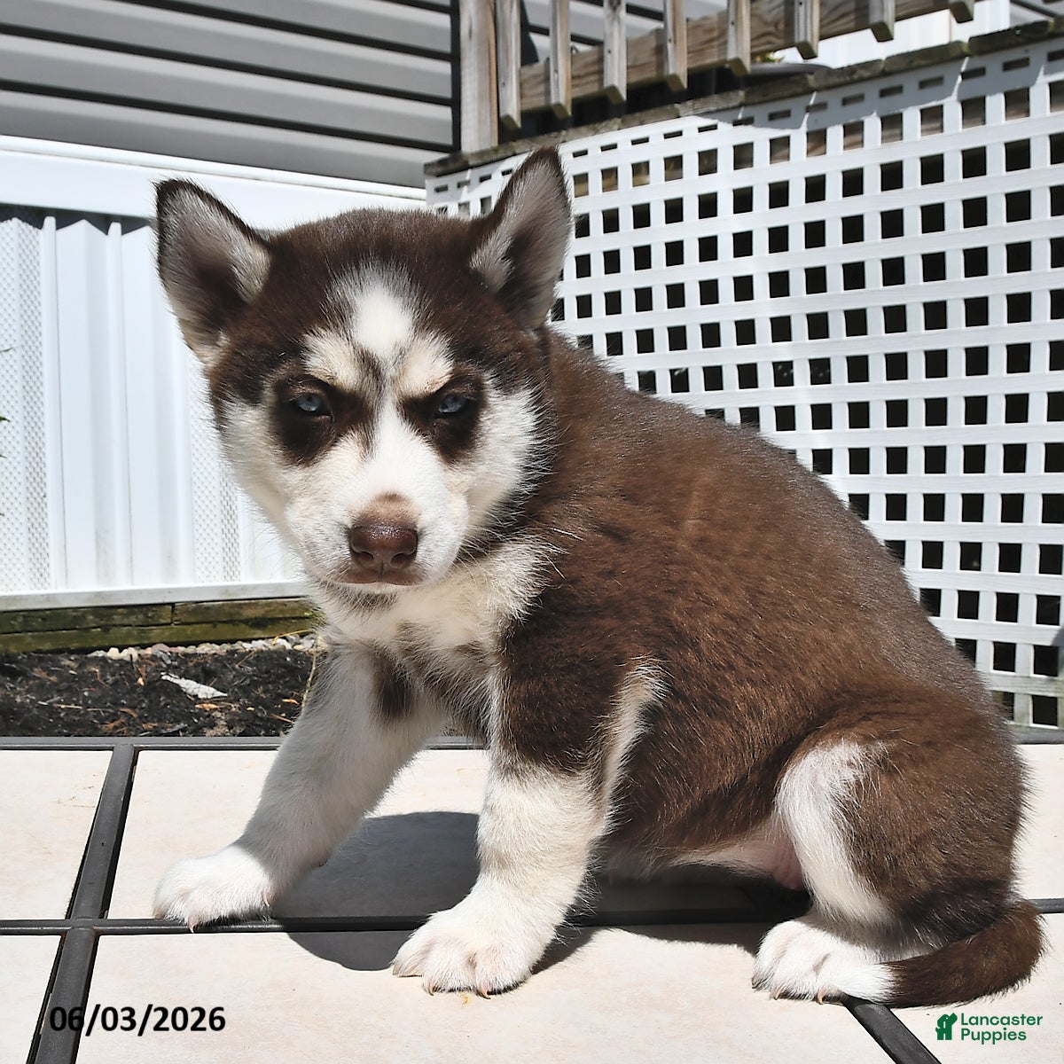 Siberian Husky dogs for sale: Crystal - Ad 4