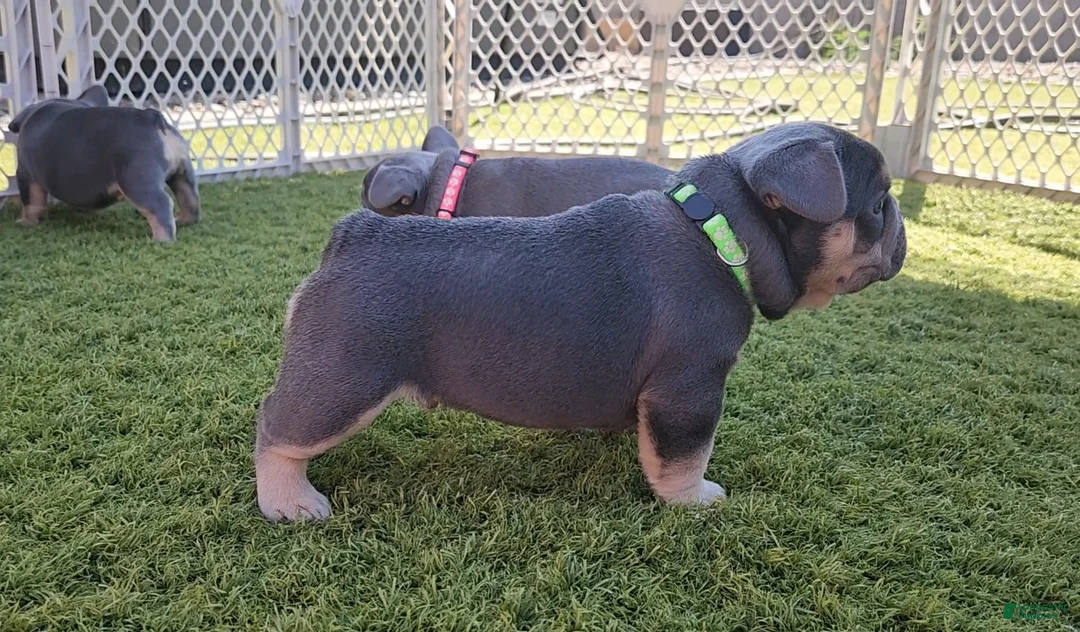 French Bulldog dogs for sale: French Bulldog Green Pup - Ad 2