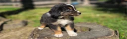 Australian Shepherd dogs for sale: Australian Shepherd Puppy 7 "Diam" - Ad 2