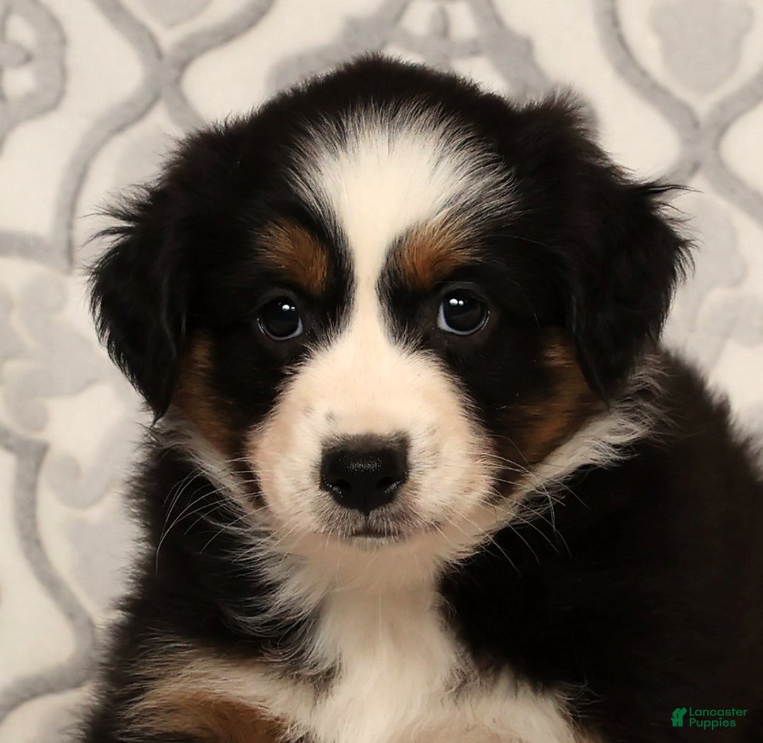 Miniature Australian Shepherd dogs for sale: Tammy - Ad 9
