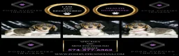 Miniature Dachshund dogs for sale: Speckles AKC  - Ad 6