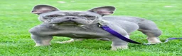 French Bulldog dogs for sale: Rosie - Ad 14