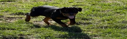 Rottweiler dogs for sale: Wyatt - Ad 1