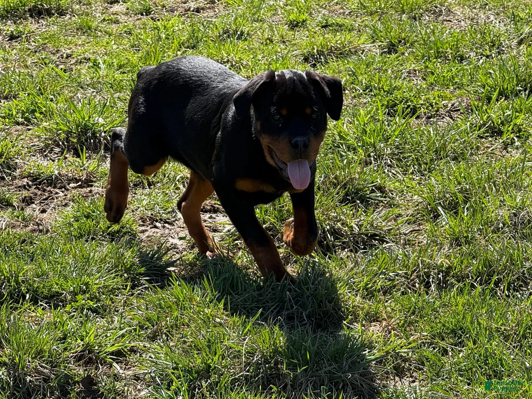 Rottweiler dogs for sale: Wyatt - Ad 1
