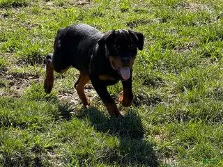 Rottweiler dogs for sale: Wyatt - Ad 3