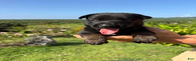 Belgian Malinois 5 (Neo)