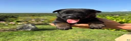 Belgian Malinois dogs for sale: Belgian Malinois 5 (Neo) - Ad 1