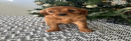 Miniature Golden Retriever dogs for sale: Lucy - Ad 3