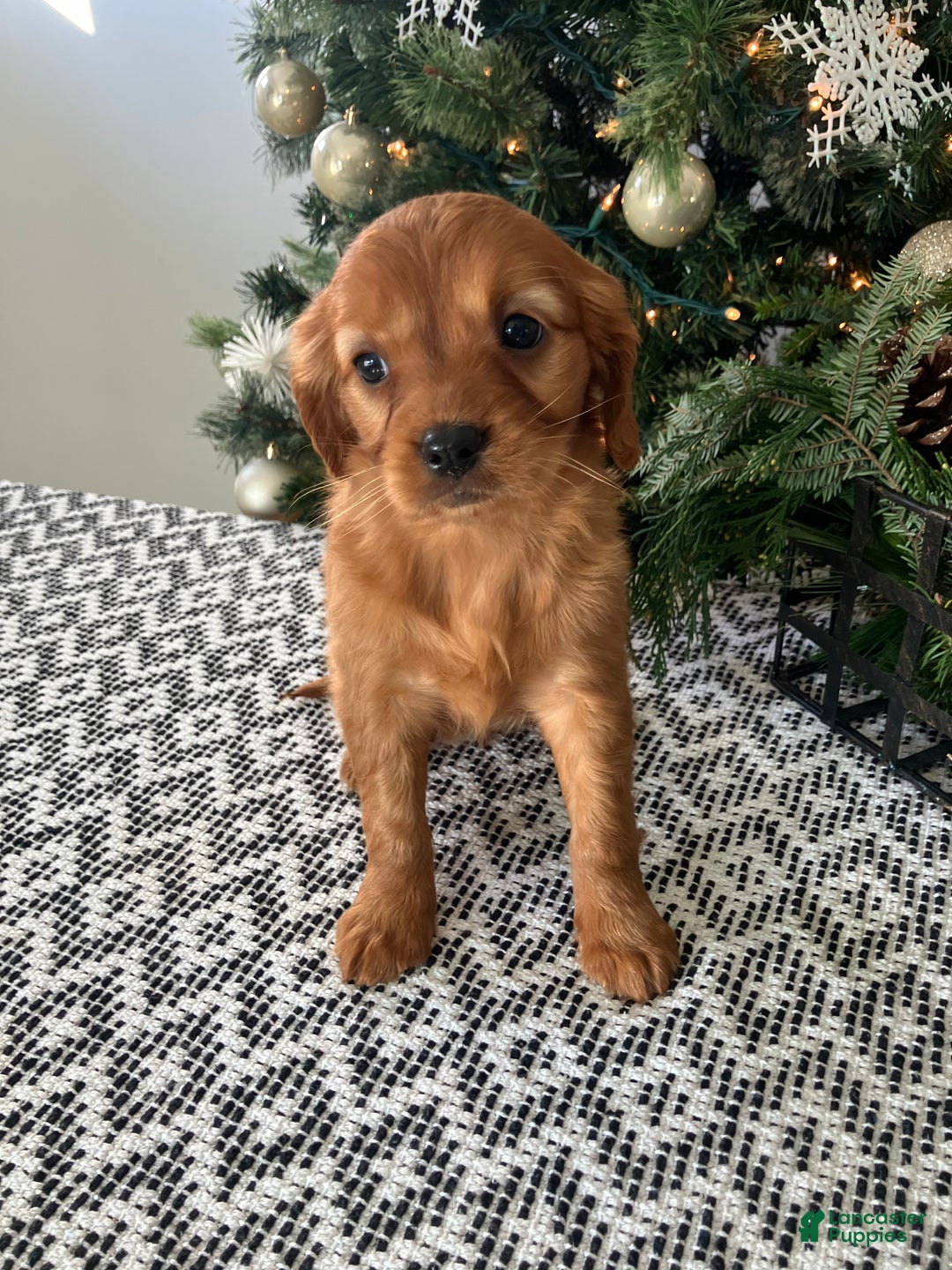 Miniature Golden Retriever dogs for sale: Lucy - Ad 3