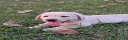 Labrador Retriever dogs for sale: Meet Your New Best Friend! Beautiful Yellow Male Labrador Retriever Puppies Available 💛 - Ad 47