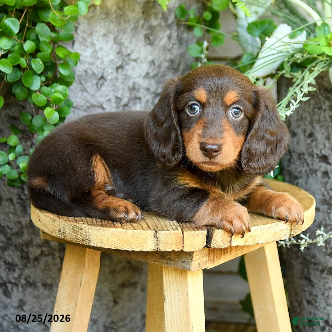 Miniature Dachshund dogs for sale: Ellie - Ad 2