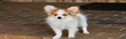 Papillon dogs for sale: Nerf - Ad 15