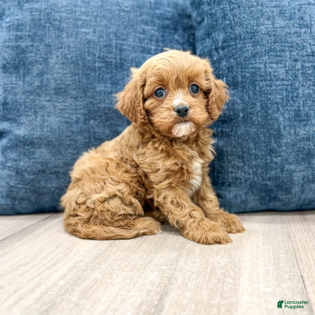 Cavapoo dogs for sale: Willow - Ad 2