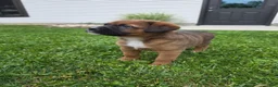 Mixed Breed dogs for sale: Duke - Ad 6