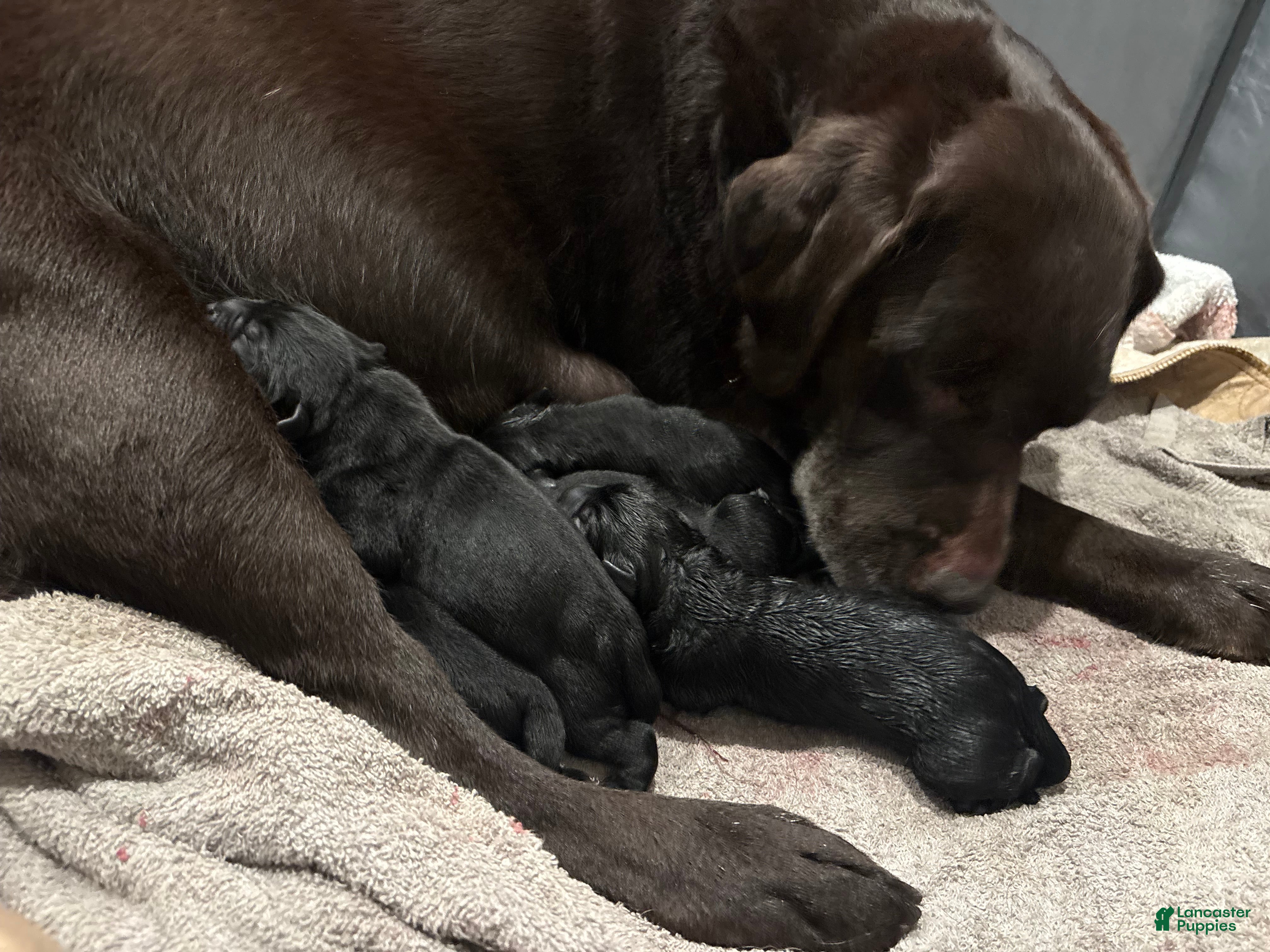 Labrador Retriever dogs Labrador Retriever Puppy 8 - Ad 16