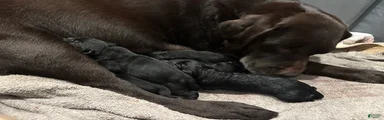 Labrador Retriever Puppy 8