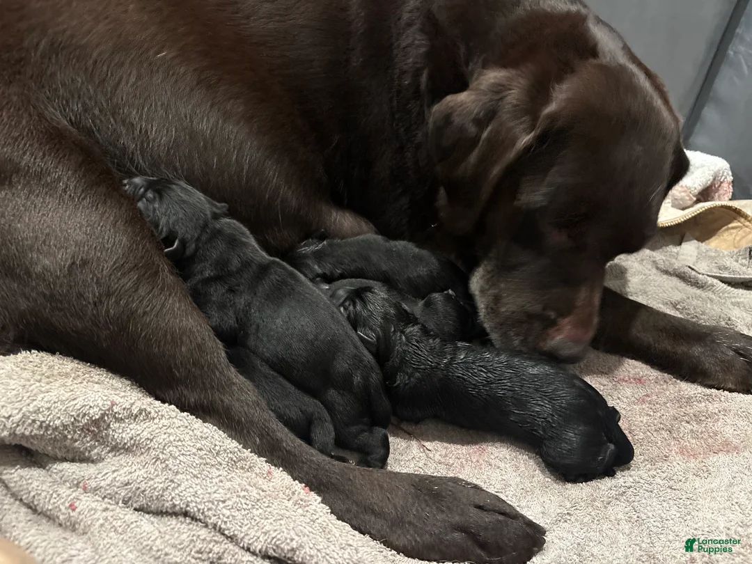 Labrador Retriever dogs for sale: Labrador Retriever Puppy 8 - Ad 1