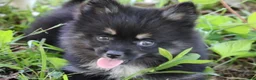 Pomsky dogs for sale: Harper - Ad 4