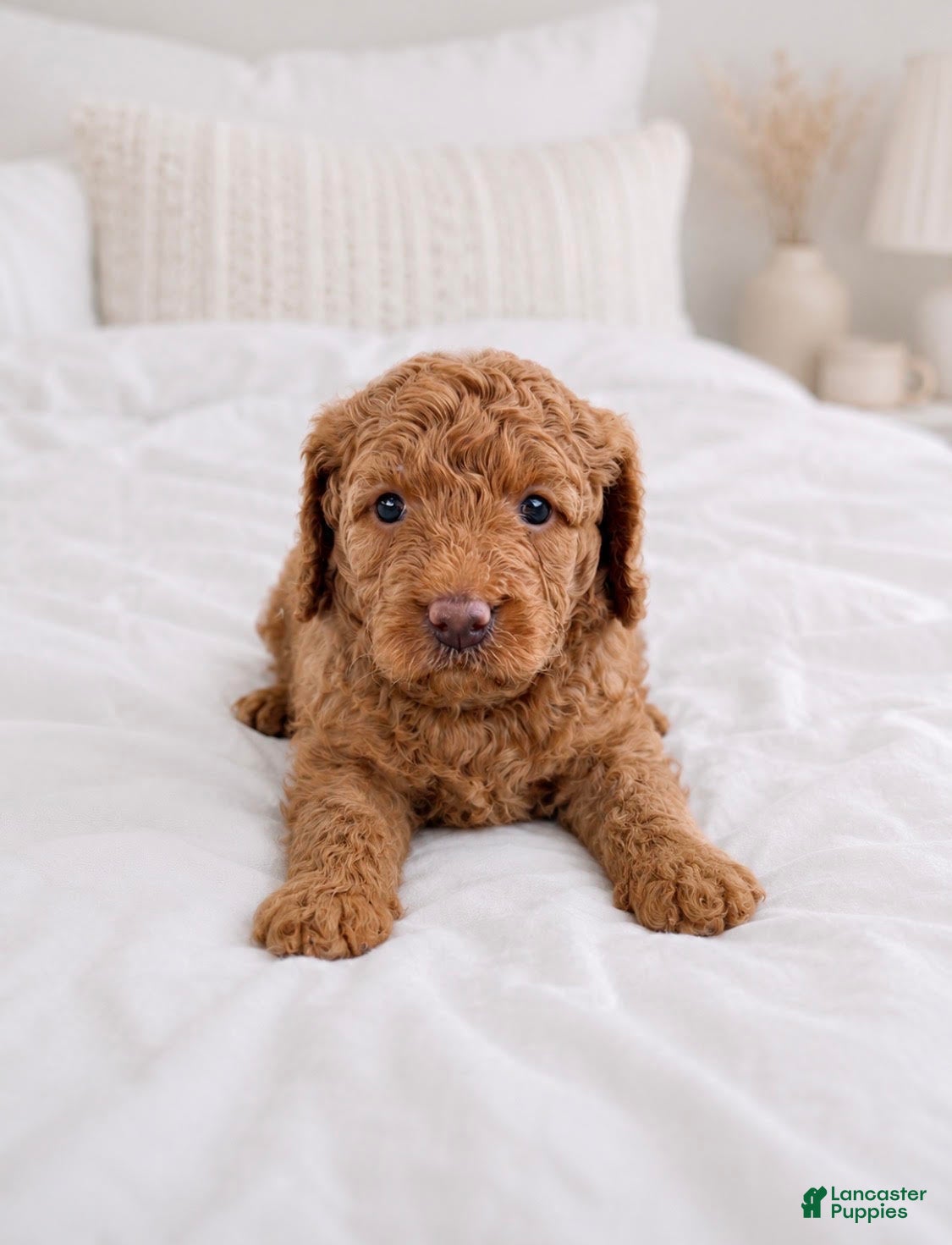 Goldendoodle dogs Jersey - Ad 7