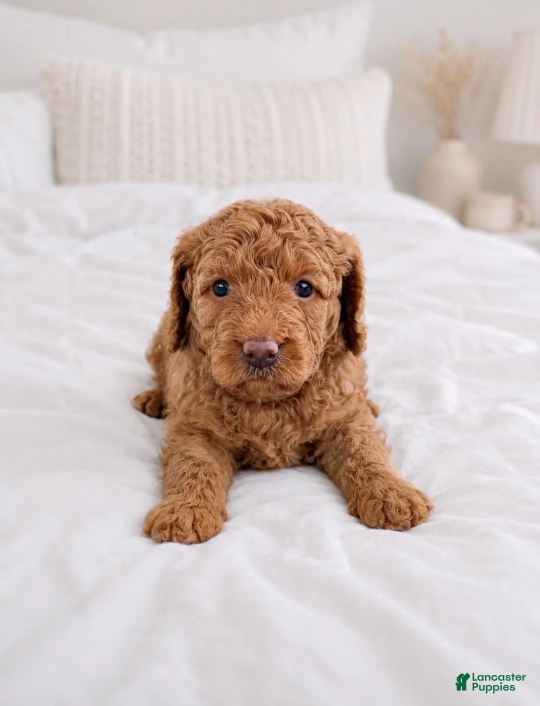 Goldendoodle dogs for sale: Jersey - Ad 1