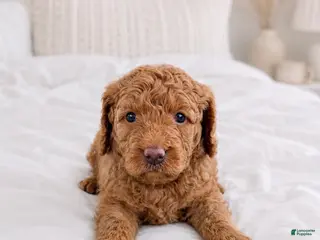 Goldendoodle dogs Jersey - Ad 7