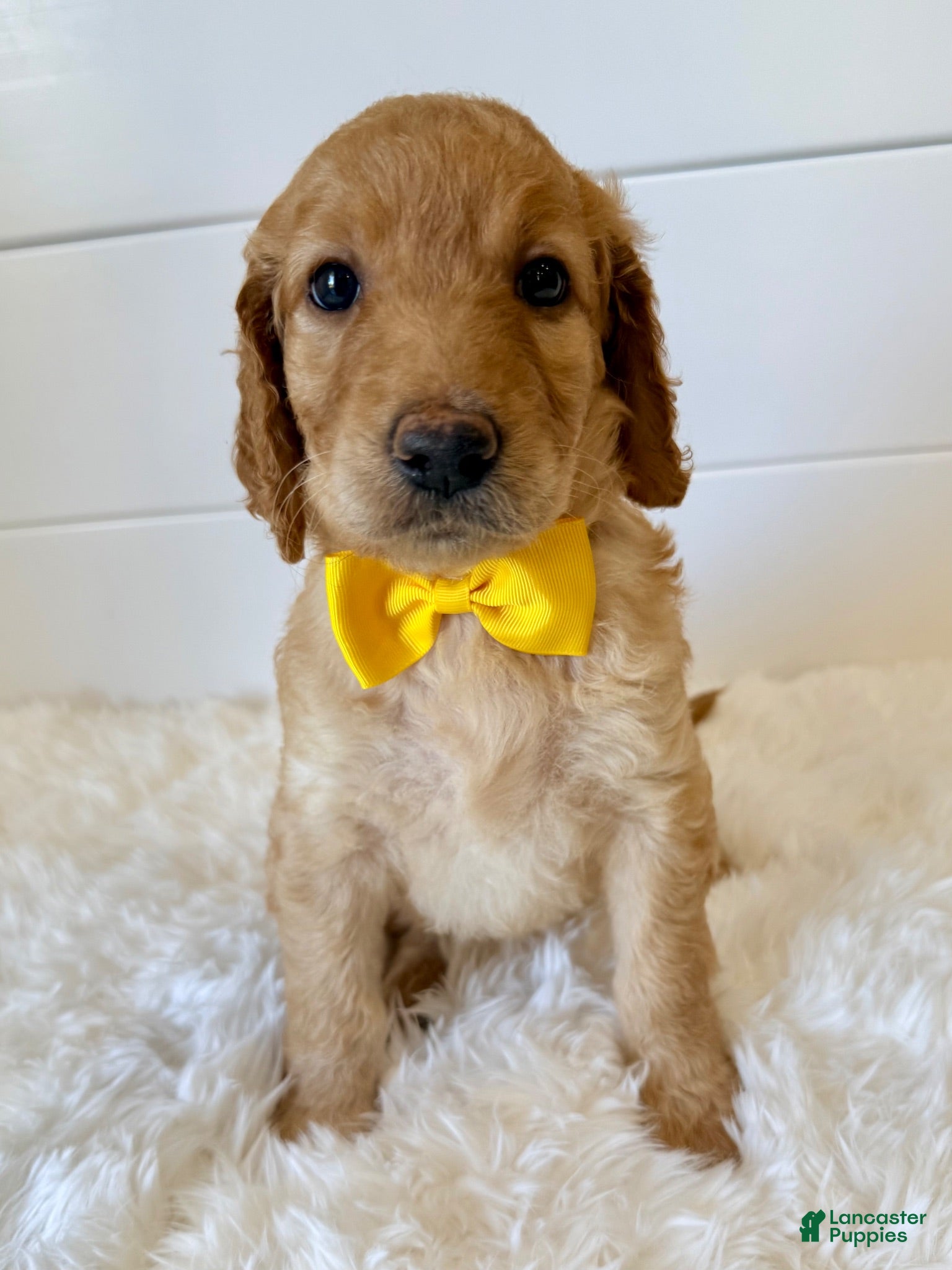 Goldendoodle dogs for sale: Yellow Girl - Ad 1