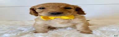 Yellow Girl